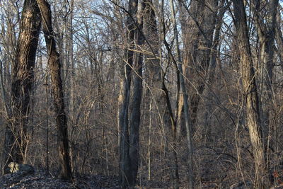 Bare trees in forest