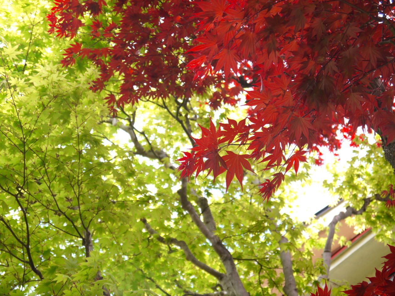 LOW ANGLE VIEW OF AUTUMN TREE