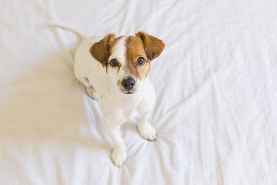 High angle portrait of a dog