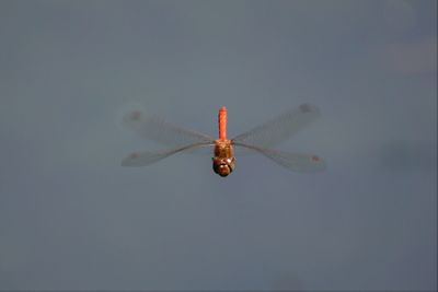 Close-up of insect flying in the sky