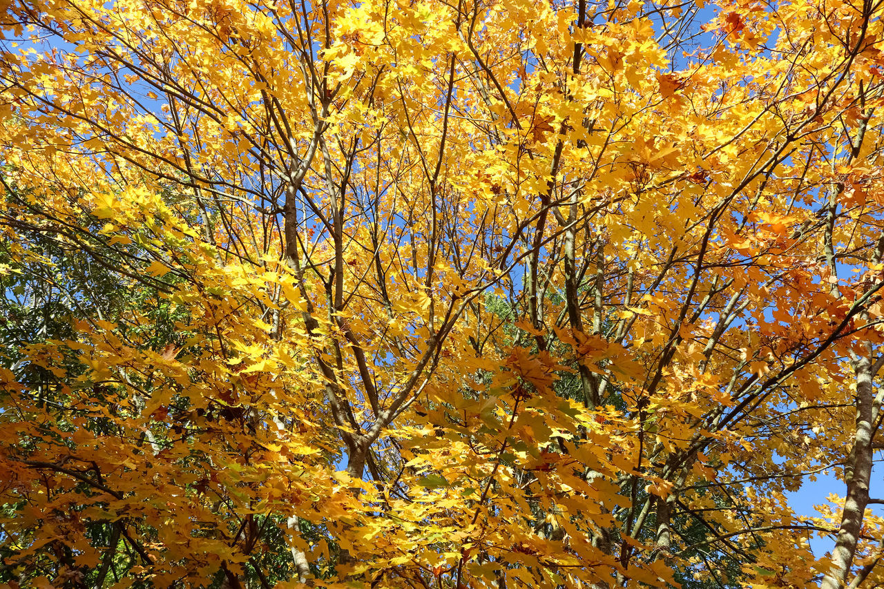 LOW ANGLE VIEW OF AUTUMNAL TREE AGAINST SKY