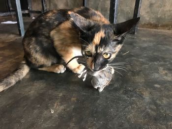 High angle view of cat relaxing on floor