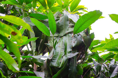 Close-up of a tree