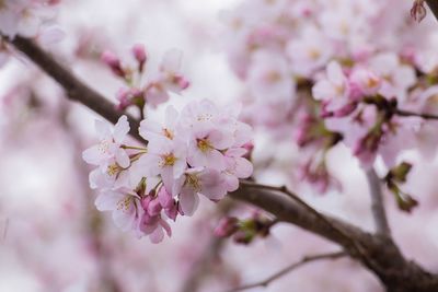 Low angle view of cherry blossom tree