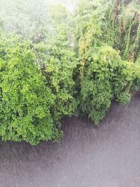 Plants growing in pond