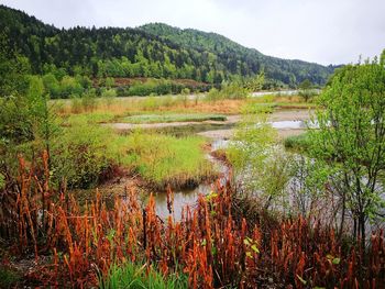 Scenic view of forest against sky