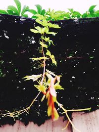 Close-up of flower growing on plant