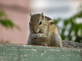 Close-up of squirrel on wall