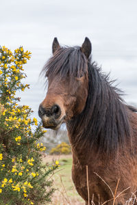 Close-up of horse on field against sky