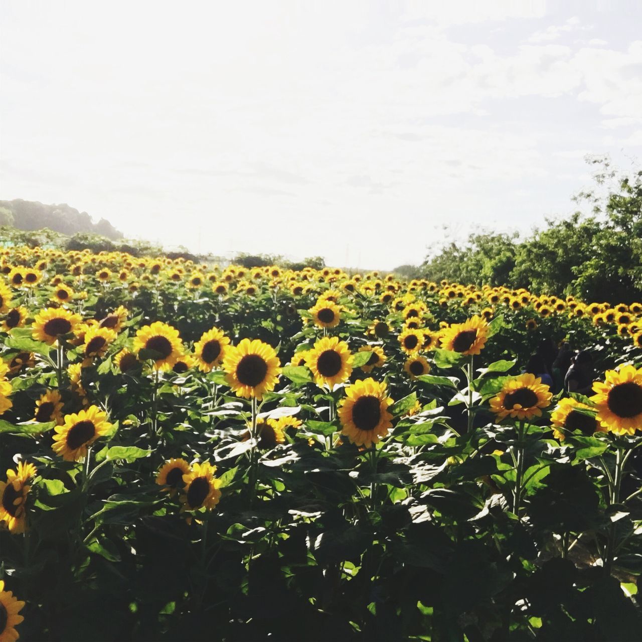 growth, flower, yellow, nature, beauty in nature, freshness, field, no people, plant, fragility, outdoors, agriculture, rural scene, tree, flower head, sky, day, sunflower, close-up