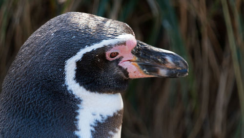 Close-up of a bird