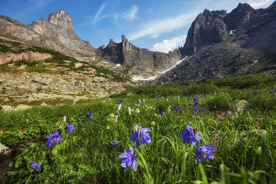 Purple flowering plants on field against mountains