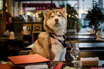 Funny husky dog siting at table in cafe. siberian husky dog waiting for waiter in street cafe