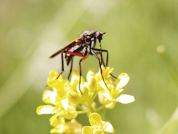 Close-up of insect on yellow flower