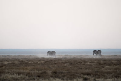 Horses in a field