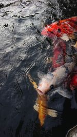 High angle view of koi carps swimming in pond