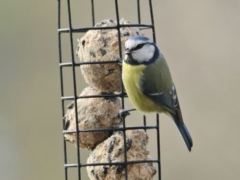 Close-up of bird perching on feeder