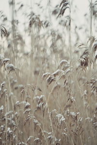 Close-up of wheat field