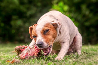 Close-up of dog on grass