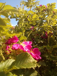 Close-up of pink flowering plant