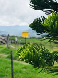 Close-up of fresh green leaves on pine tree against sky