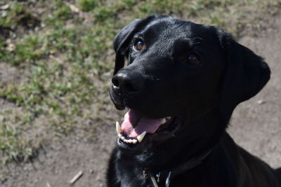 Close-up of black dog