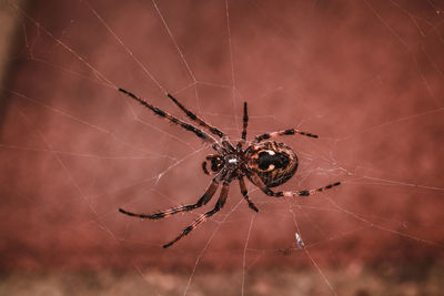 Close-up of spider and web