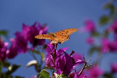 Close-up of butterfly pollinating on pink flower
