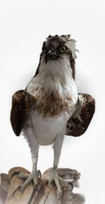 Close-up of owl perching on white background