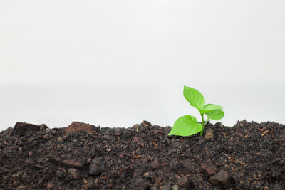 Close-up of plant growing on land against clear sky