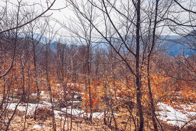 Bare trees in forest during winter