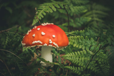 Close-up of fly agaric mushroom