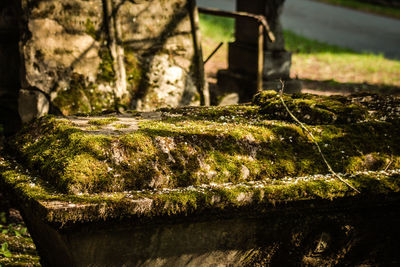 Close-up of moss on rock