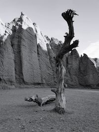 Dead tree on rock against sky