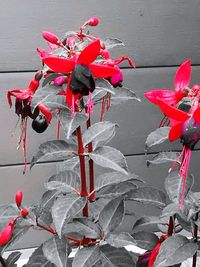 Close-up of red flowers