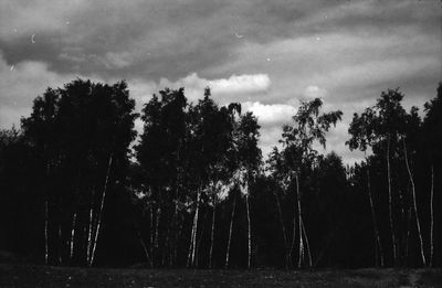 Trees in forest against sky