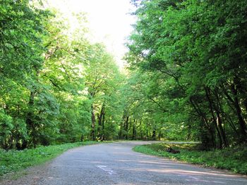 Empty road amidst trees in forest