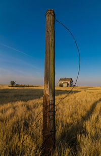 View of wheat field against blue sky