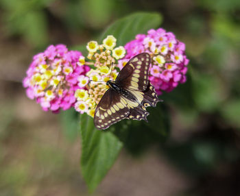 Close-up of butterfly pollinating on purple flower