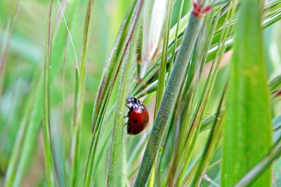 Close-up of ladybug on grass