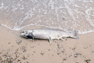 Dead big large salmon sturgeon fish lying on lake ontario shore after spawning