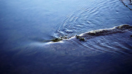 Close-up of turtle in water