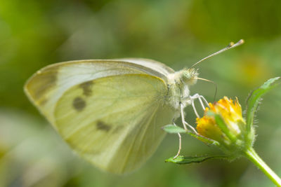 Close-up of butterfly pollinating on flower