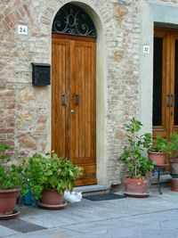 Potted plants against window