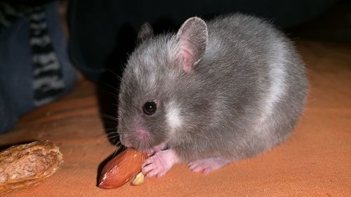 Close-up of an animal eating food