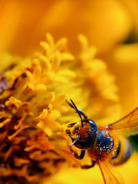 Close-up of insect pollinating on flower