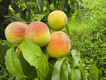 Close-up of apples on tree