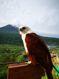 Close-up of bird perching on wood against sky