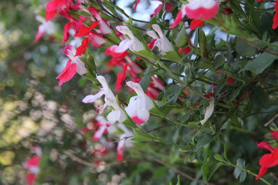 Close-up of pink flowers