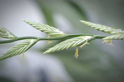 Close-up of plant against blurred background